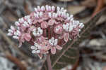 Pinewoods milkweed